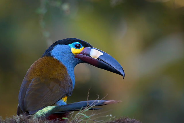 Neoselva-Andigena-laminirostris-Plate-billed.mountain-toucan-Boton-Home