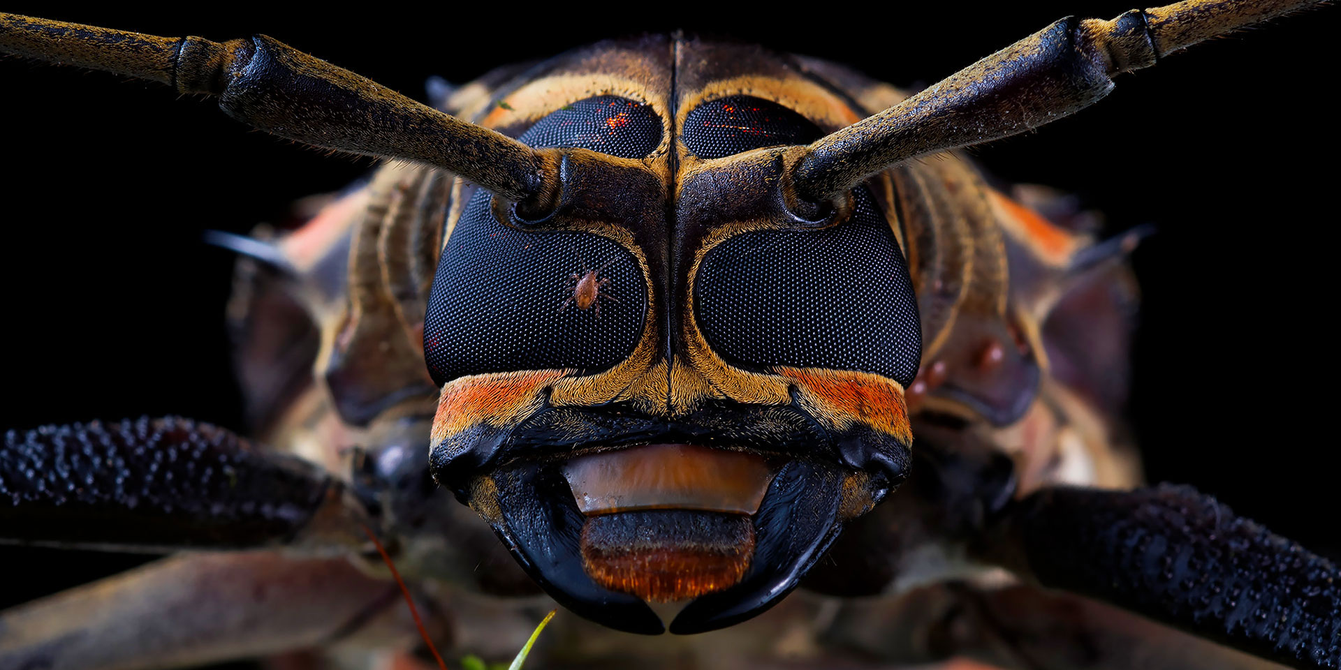 Neoselva-Acrocinus-longimanus-Escarabajo-arlequin-Suamox-Harlequin-beetle-portrait-Tours-Web