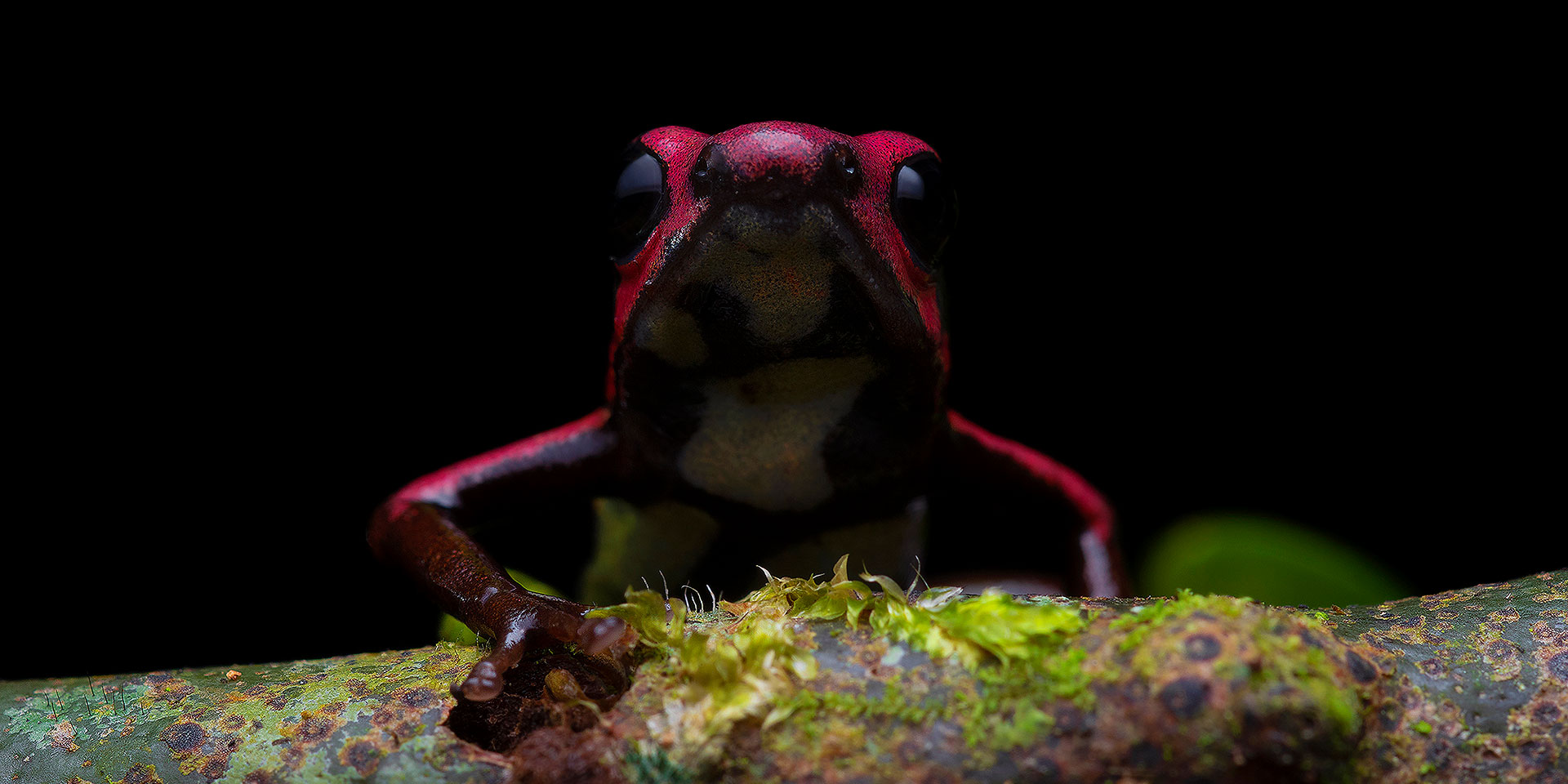 Neoselva-Andinobates-bombetes-Poison-frog-Colombia-Valle-del-Cauca-Dendrobatidae-Herping-Macro-Tour-Web