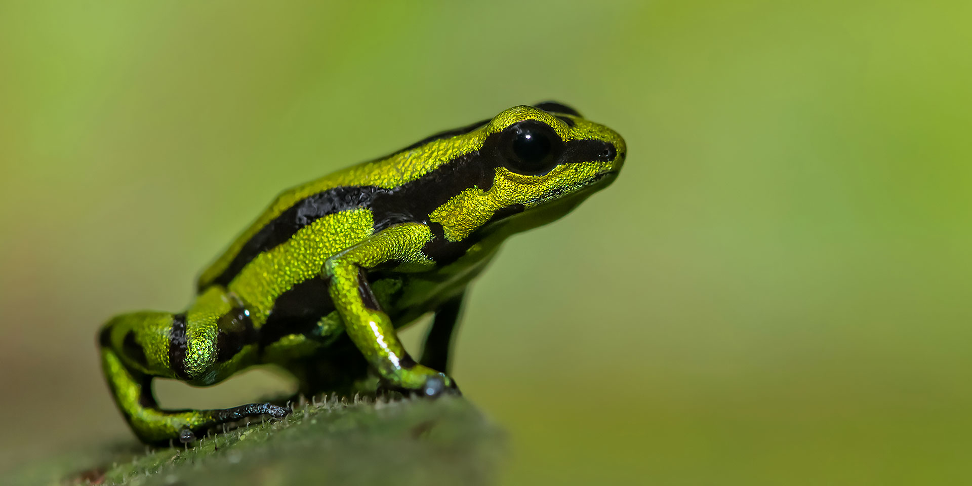 Neoselva | Colombia Herping DendroTour