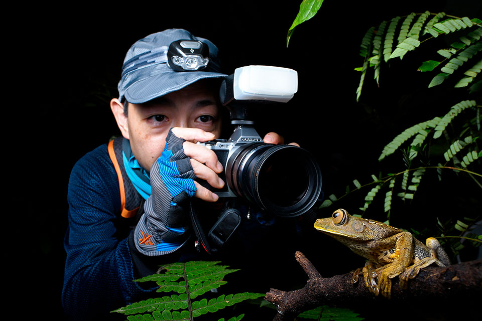 Neoselva-Herping-Photography-Tourism-Amazon-Treefrog-About-Web