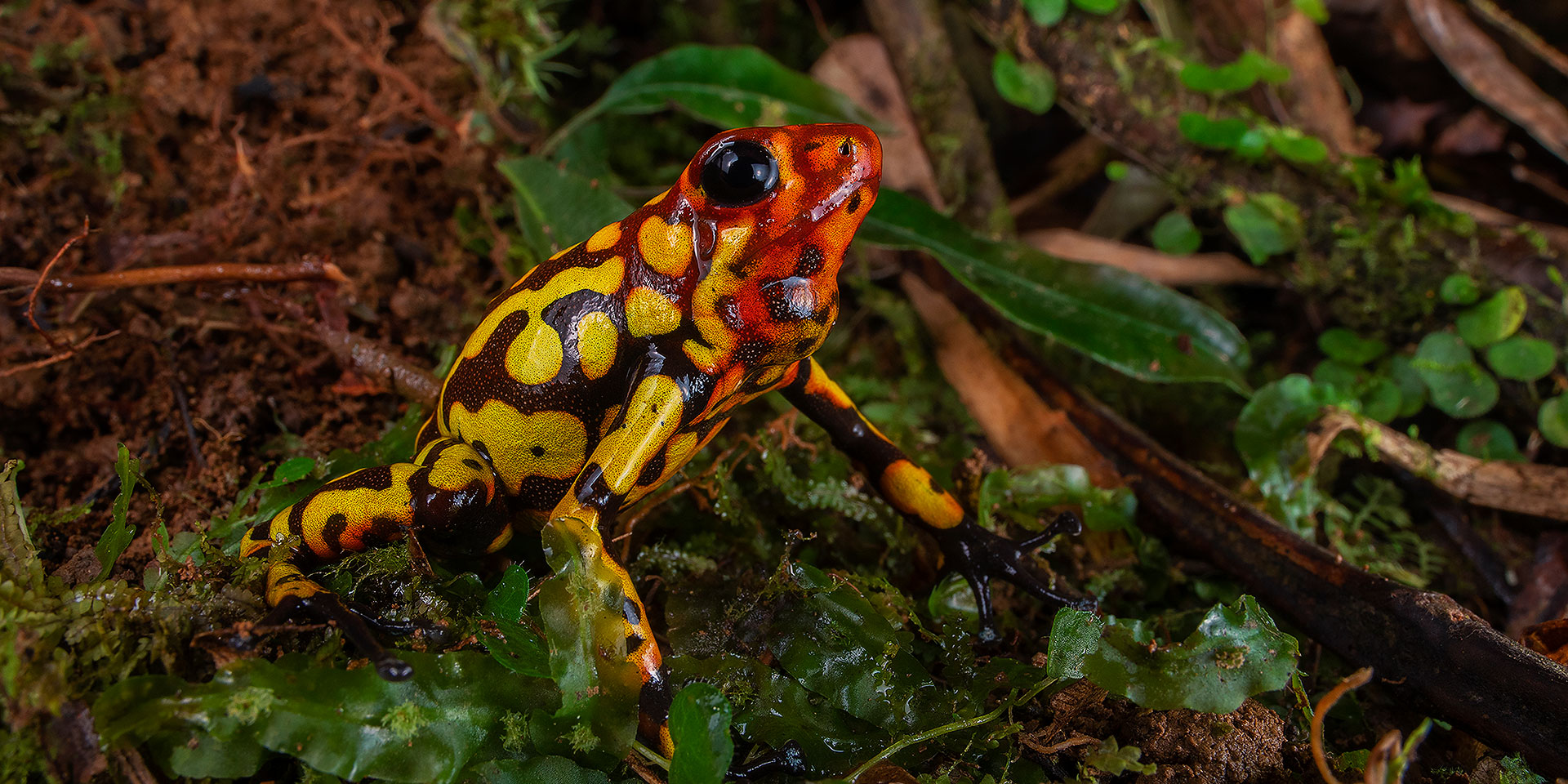 Neoselva-Oophaga-histrionica-anchicayensis-Poison-frog-Colombia-Valle-del-Cauca-Dendrobatidae-Herping-Habitat-Tours-Web