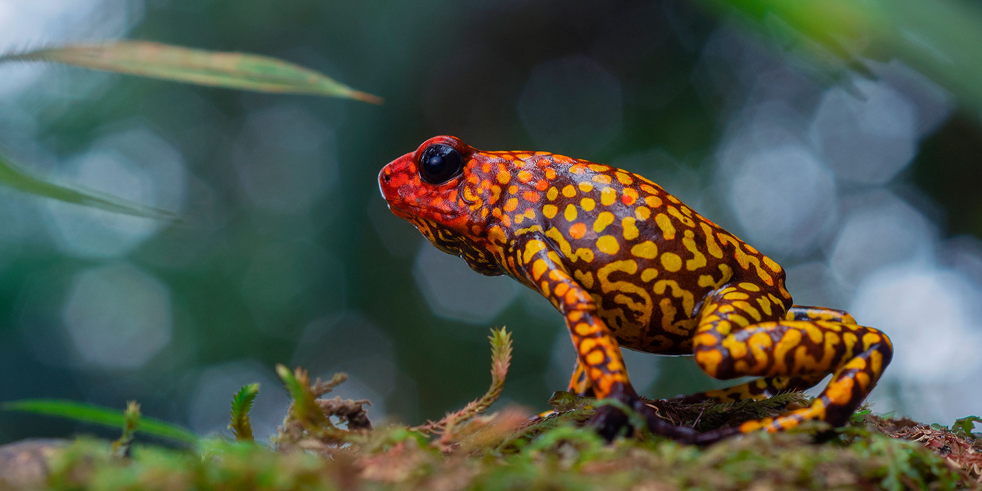 Neoselva-Oophaga-histrionica-anchicayensis-Poison-frog-Colombia-Valle-del-Cauca-Dendrobatidae-Herping-Macro-Tour-Web