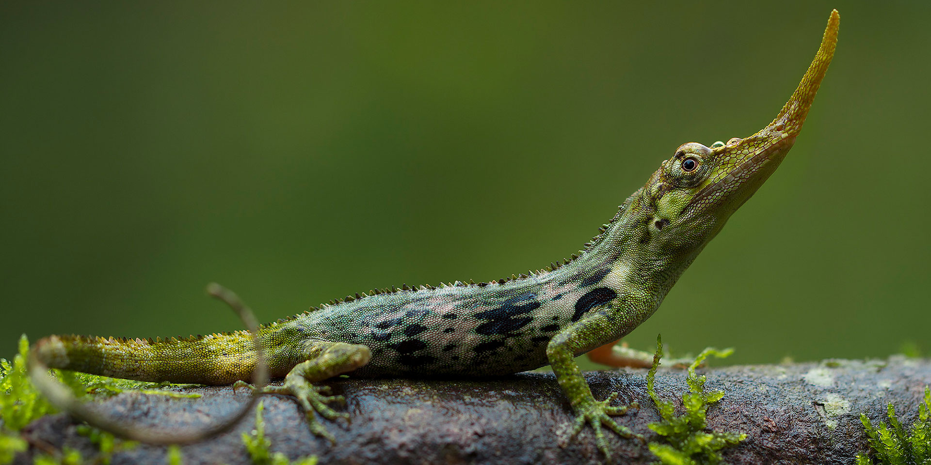 Neoselva-Anolis-proboscis-Ecuador-Portrait-Herping-Website