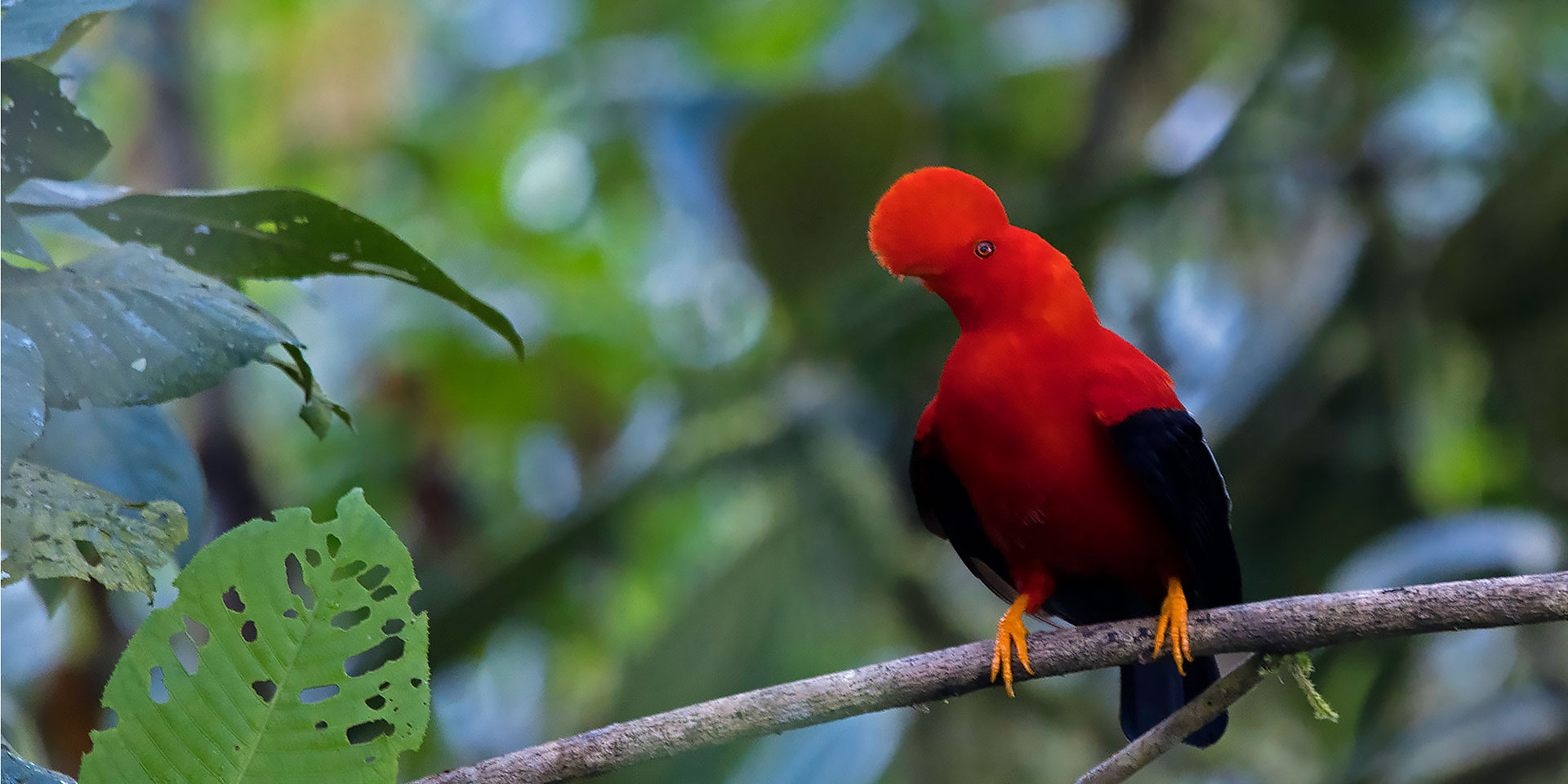 Neoselva-Birding-Mindo-Rupicola-peruviana-Website