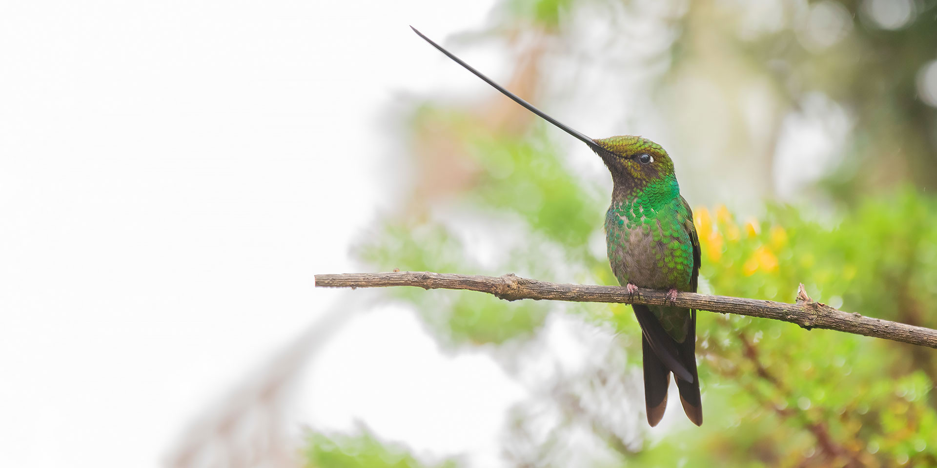 Neoselva-Ensifera-Hummingbird-Andes-tropicales-Birding-Ecuador-Website