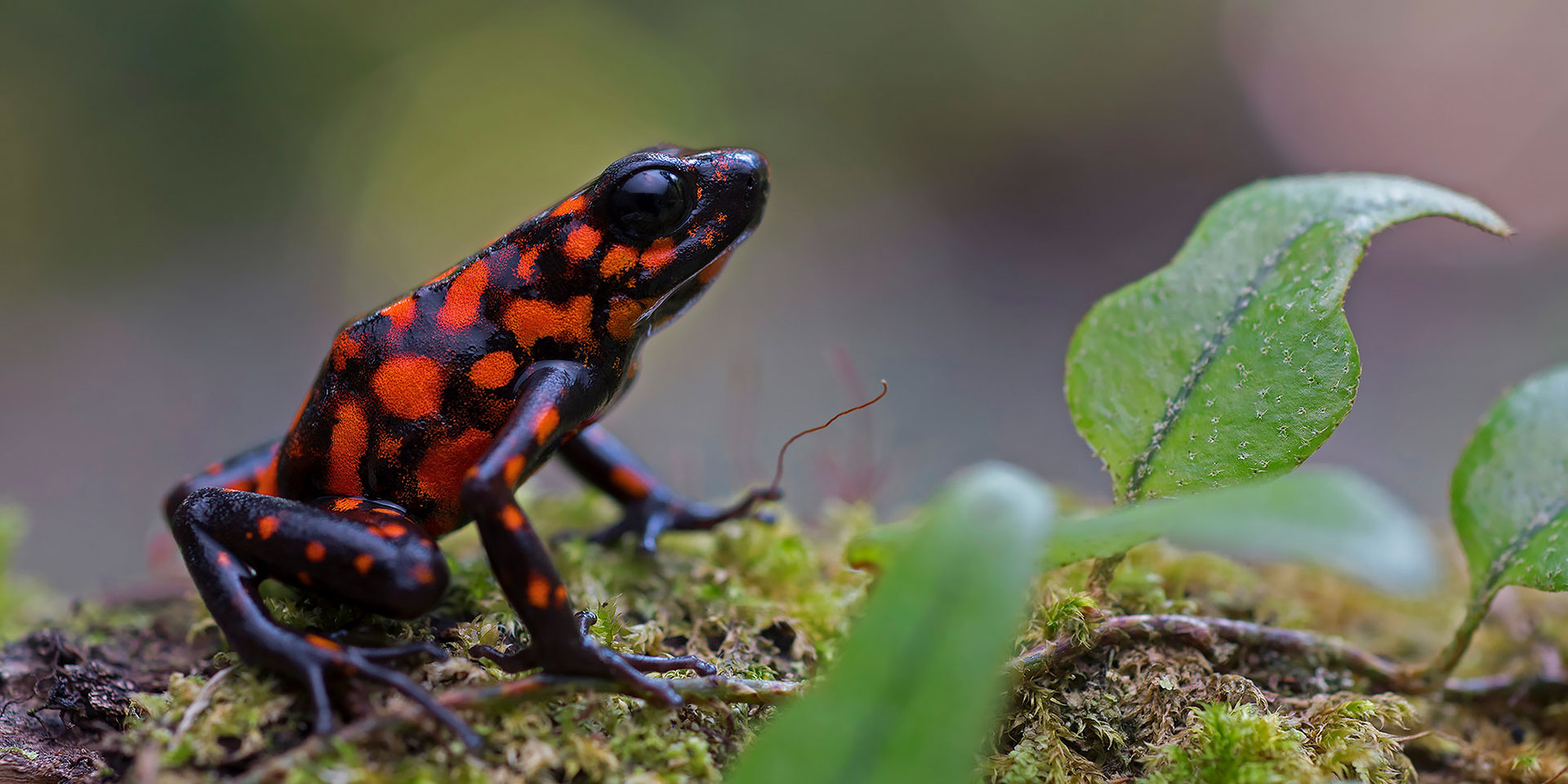 Neoselva-Oophaga-sylvatica-poisonfrog-Choco-Herping-Website