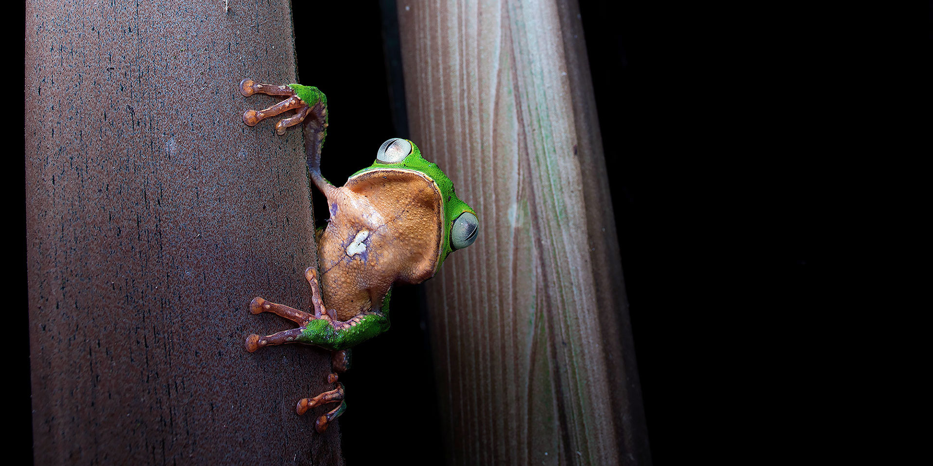 Neoselva-Phyllomedusa-vaillantii-treefrog-Cuyabeno-Amazon-Website