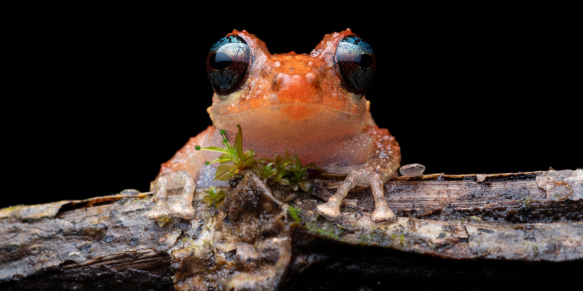 Neoselva-Pristimantis-calcarulatus-Ecuador-Portrait-Herping-Website