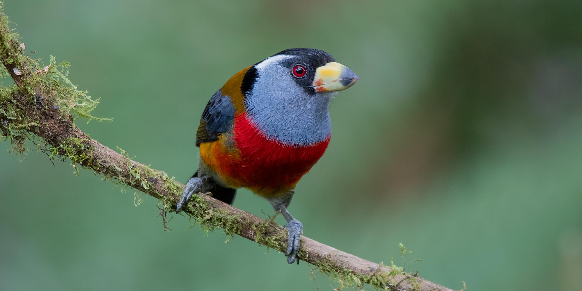Neoselva-Semnornis-ramphastinus-Birding-Mindo-Website