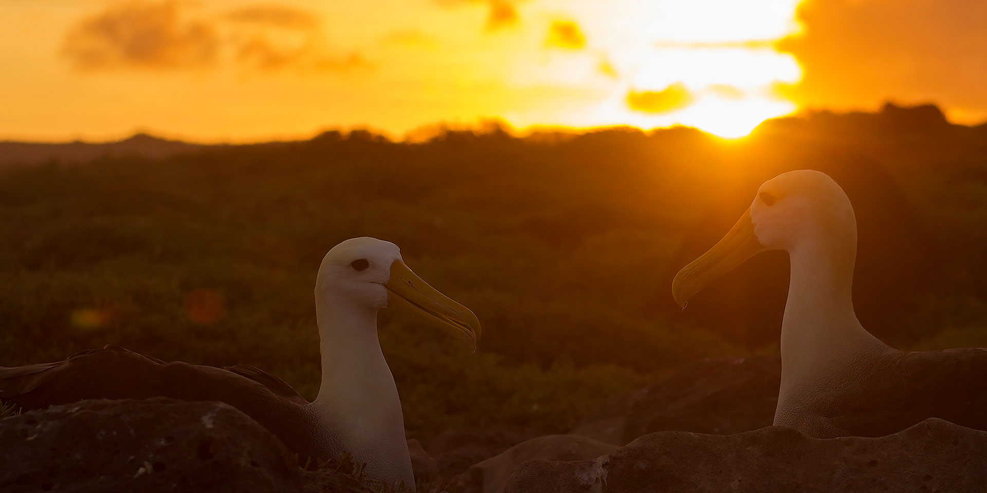 Neoselva-Waved-albatross-Phoebastria-irrorata-Galapagos-Cuchuturrin-Website
