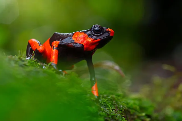 Neoselva-Oophaga-lehmanni-Poison-frog-Colombia-Anchicaya-Dendrobatidae-Herping-Boton