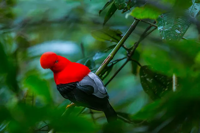 Neoselva-Rupicola-peruviana-Andean-cock-of-the-rock-Ecuador-Birds-Boton-Tours