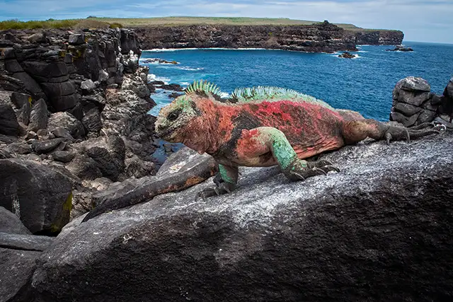 Neoselva-Amblyrhynchus-cristatus-Galapagos-Marine-Iguana-Española-Island-Herping-Photography-Tour-boton