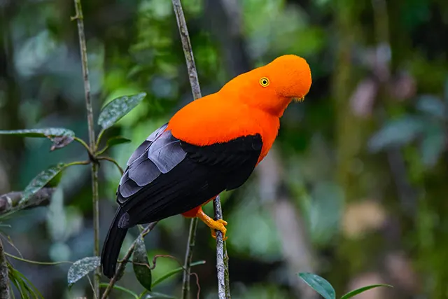 Neoselva-Andean-cock-of-the-rock-Rupicola-peruviana-Birds-Photo-Tour-Amazon-boton