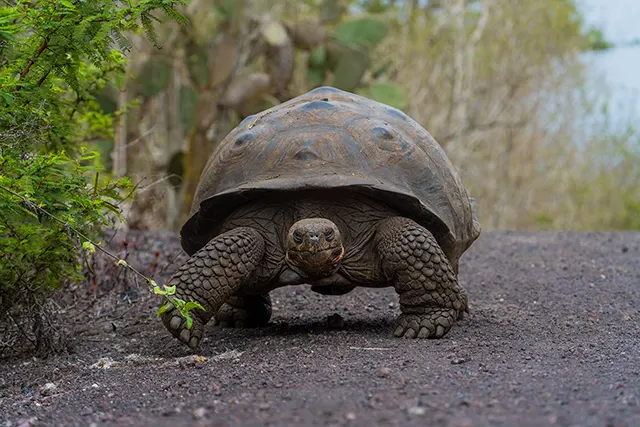Neoselva-Chelonoidis-niger-Galapagos-Giant-tortoise-Photo-Tour-Ecuador-Herping-3-botom