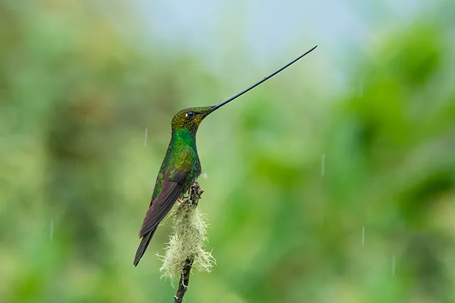 Neoselva-Ensifera-ensifera-Sword-billed-hummingbird-Colibri-pico-espada-Ecuador-Birding-Photography-Tours-Boton