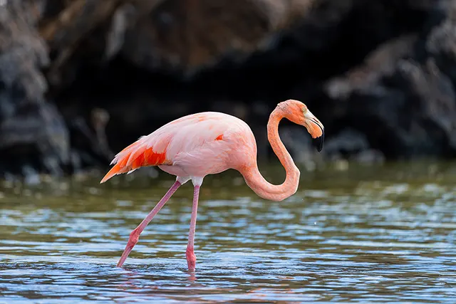 Neoselva-Galapagos-flamingo-Phoenicopterus-ruber-glyphorhynchus-Photo-Tour-Ecuador-Birding-2-Boton